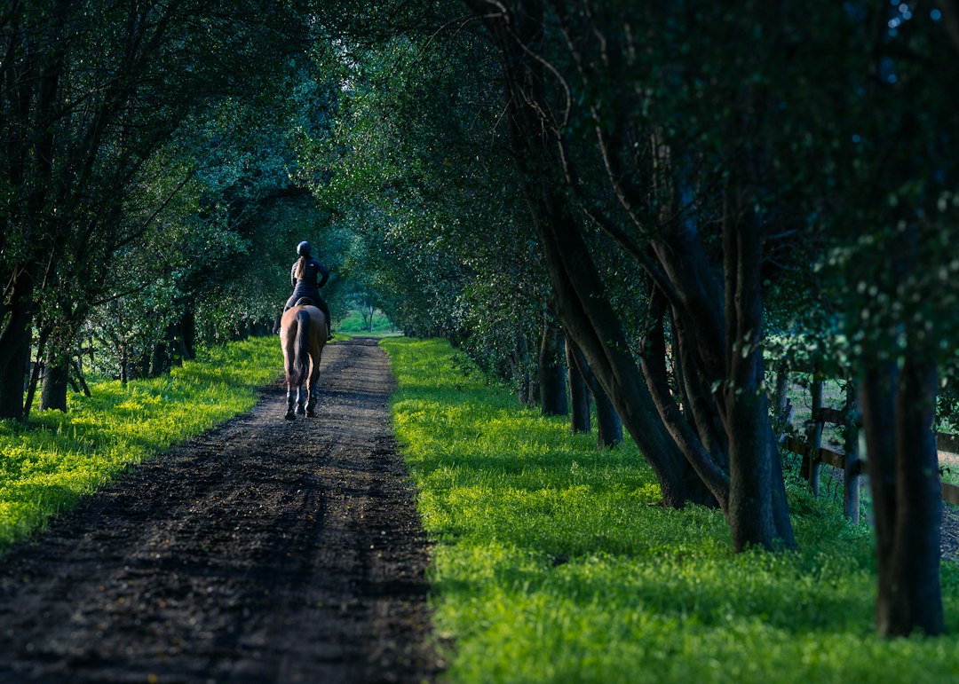 Une personne à cheval marche le long d'un chemin bordé d'arbres, entouré de verdure. Lumière naturelle accentuant la beauté du paysage.