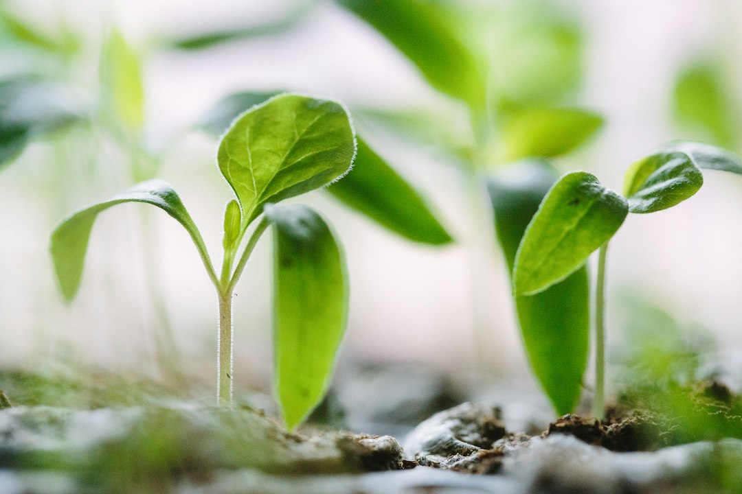 Germination de jeunes plants verts dans un espace lumineux, représentant la croissance et le développement.