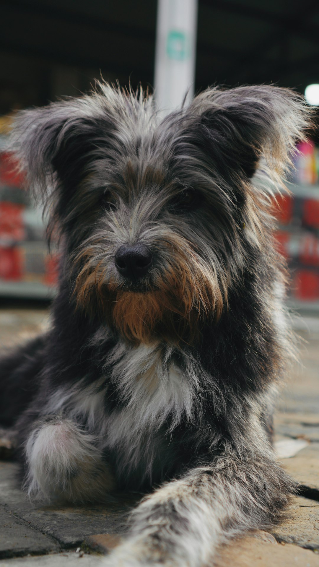 Portrait d'un chien sympathique pour Nana, la mascotte de la communauté Cowor-Coeur